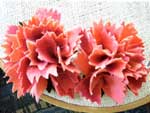 Proddy Carnations